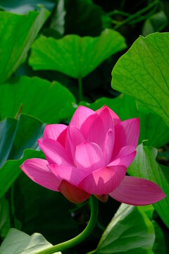 古代蓮images Browse 2 869 Stock Photos Vectors And Video Adobe Stock
