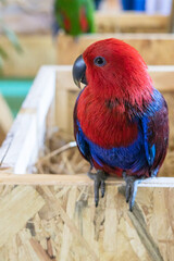 Vertical shot of parrot sitting on the tree branch