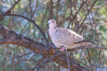 Eurasian Collared dove (Streptopelia decaocto) perched in a mediterranean pine branch in Donana National Park, Andalusia, Spain