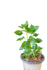 Pot with fresh chili plant on white background