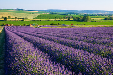 Naklejka na ściany i meble Levandule, lavender, lavender farm