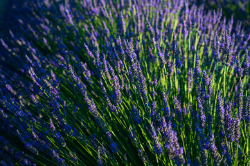 Levandule, lavender, lavender farm
