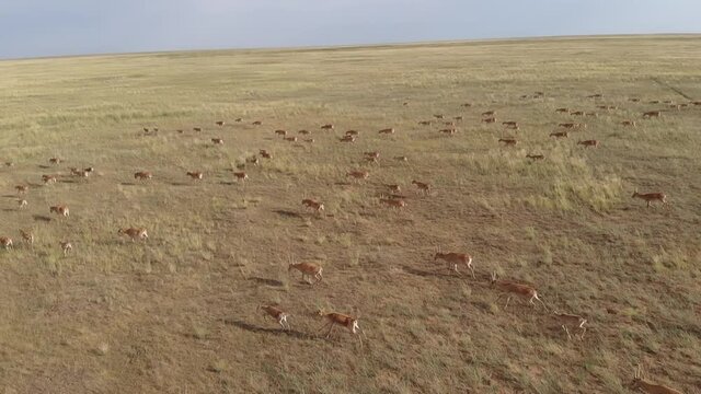 Kalmykia, nature reserve. A herd of saigas is running across the steppe.