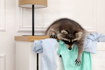 Cute mischievous raccoon playing with clothes on dresser indoors © New Africa