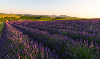 Fototapeta na wymiar Levandule, lavender, lavender farm