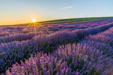 Fototapeta premium Levandule, lavender, lavender farm