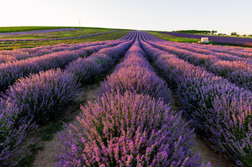 Naklejka na ściany i meble Levandule, lavender, lavender farm