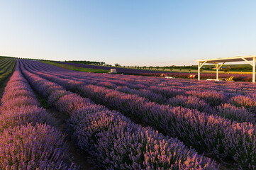 Levandule, lavender, lavender farm