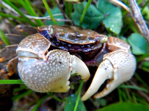 ベンケイガニ の画像 30 件の Stock 写真 ベクターおよびビデオ Adobe Stock