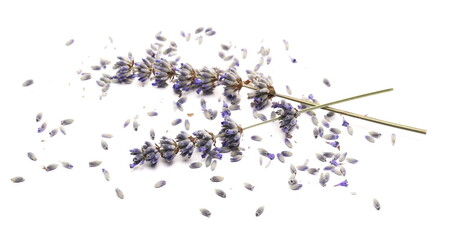 Dried Lavender flowers isolated on white background