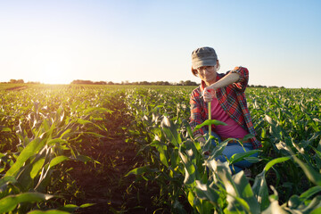 Fototapeta premium Middle age female caucasian maize farmer with tape measure kneeled for inspection corn stalks