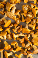 chanterelles on a gray background