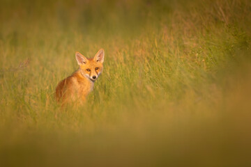 Cute Fox. Green nature background. Red Fox. Vulpes vulpes.