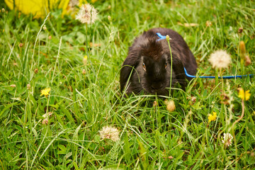 czarny królik jedzący trawę - obrazy, fototapety, plakaty