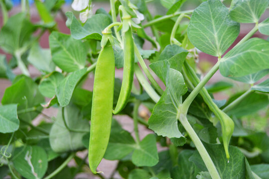 Close-up view of fresh green peas on a plant, the Concept of food and the prerequisites of agriculture.