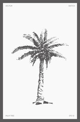 High detail vector palm tree realistic sketch