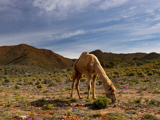 An African camel grazes on a guestfarm in South Africa