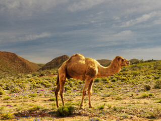 An African camel on a guestfarm in South Africa