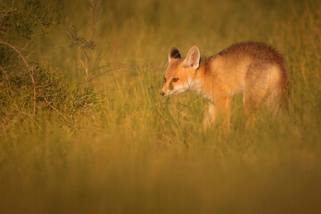 Cute Fox. Green nature background. Red Fox. Vulpes vulpes.