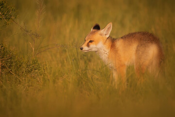 Cute Fox. Green nature background. Red Fox. Vulpes vulpes.