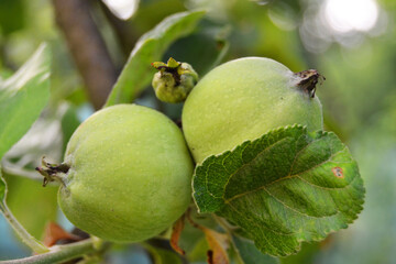 Close-up of two young green apples on a tree, the concept of food and the prerequisites of agriculture. Summer