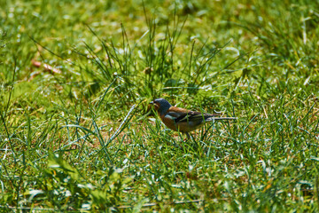 Fringilla coelebs in grass looking for food
