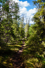 Fototapeta na wymiar Trekking wooden path at beautiful wild place crossing a dense taiga forest, walkway to the new experience. Vertical. National Reserve Paanayarvi. Life in movement.