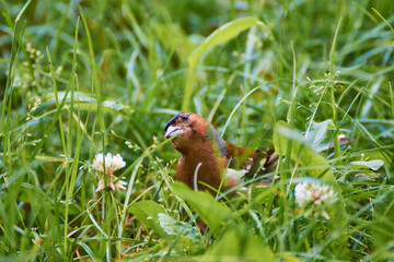 Fringilla coelebs in grass looking for food
