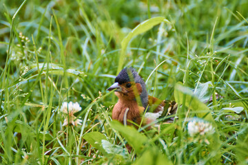 Fringilla coelebs in grass looking for food