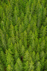 Aerial view of the top of pine trees. Green fur tree background 