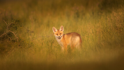 Cute Fox. Green nature background. Red Fox. Vulpes vulpes.
