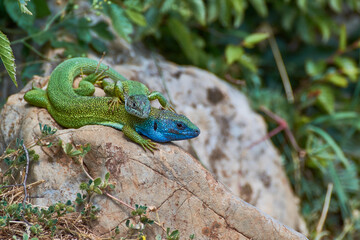 The European green lizard (Lacerta viridis)