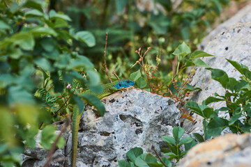 The European green lizard (Lacerta viridis)