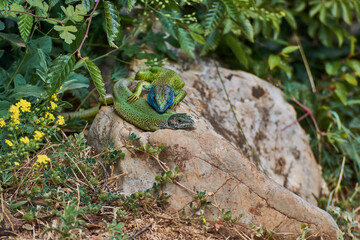 The European green lizard (Lacerta viridis)