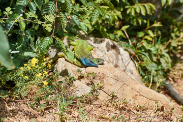 The European green lizard (Lacerta viridis)