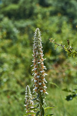 Anarhinnum bellidifolium wild. Daisy-leaved Toadflax