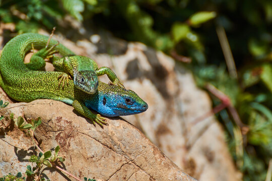 The European green lizard (Lacerta viridis)