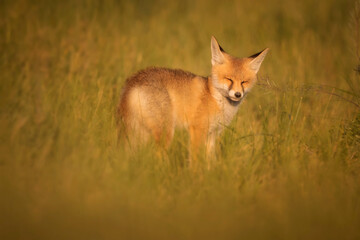 Cute Fox. Green nature background. Red Fox. Vulpes vulpes.