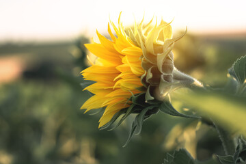 Blooming sunflower in the agricultural field. Close-up yellow sunflower illuminated by warm yellow rays of the sun