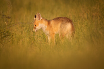Cute Fox. Green nature background. Red Fox. Vulpes vulpes.