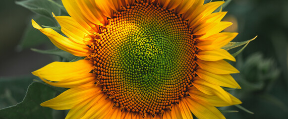 Blooming sunflower in the agricultural field. Close-up yellow sunflower illuminated by warm yellow...
