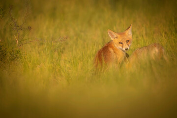 Cute Fox. Green nature background. Red Fox. Vulpes vulpes.