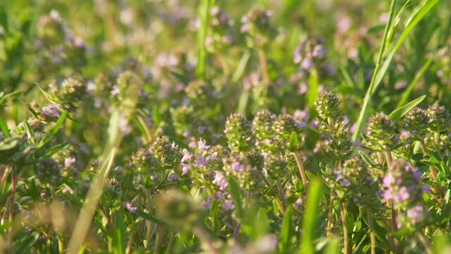 blooming grass mones on wind