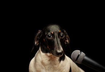image of dog microphone dark background 