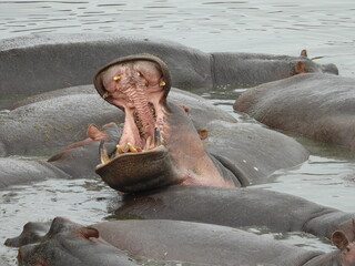 hippopotamus in water