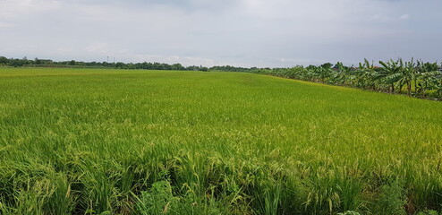 field of wheat