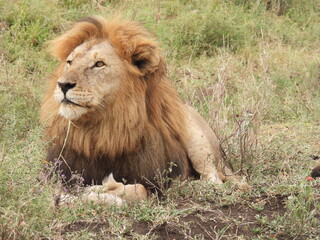 lion in the grass