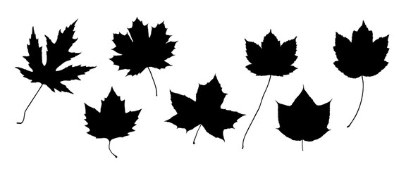 Leaf Collection. Canadian Symbol. Maple Leaf Set. Tree Branches, Herbs and Flowers. Flat Collection. Black and White Plants. Vector Silhouette. Garden Leaves.