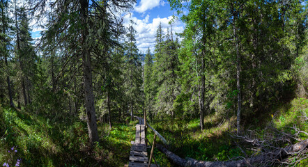 Panorama on beautiful woodland landscape with majestic spruces along the wooden pathway in a green taiga under the blue sky in summer. Finland. Purity of nature.