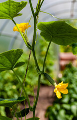 small young cucumber on a branch in a greenhouse